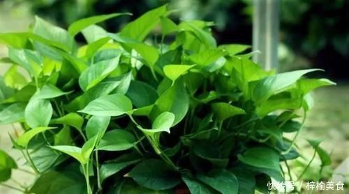 大妈养绿箩有奇招,3个技巧倾囊教授,学会了,室内绿箩爬满墙壁