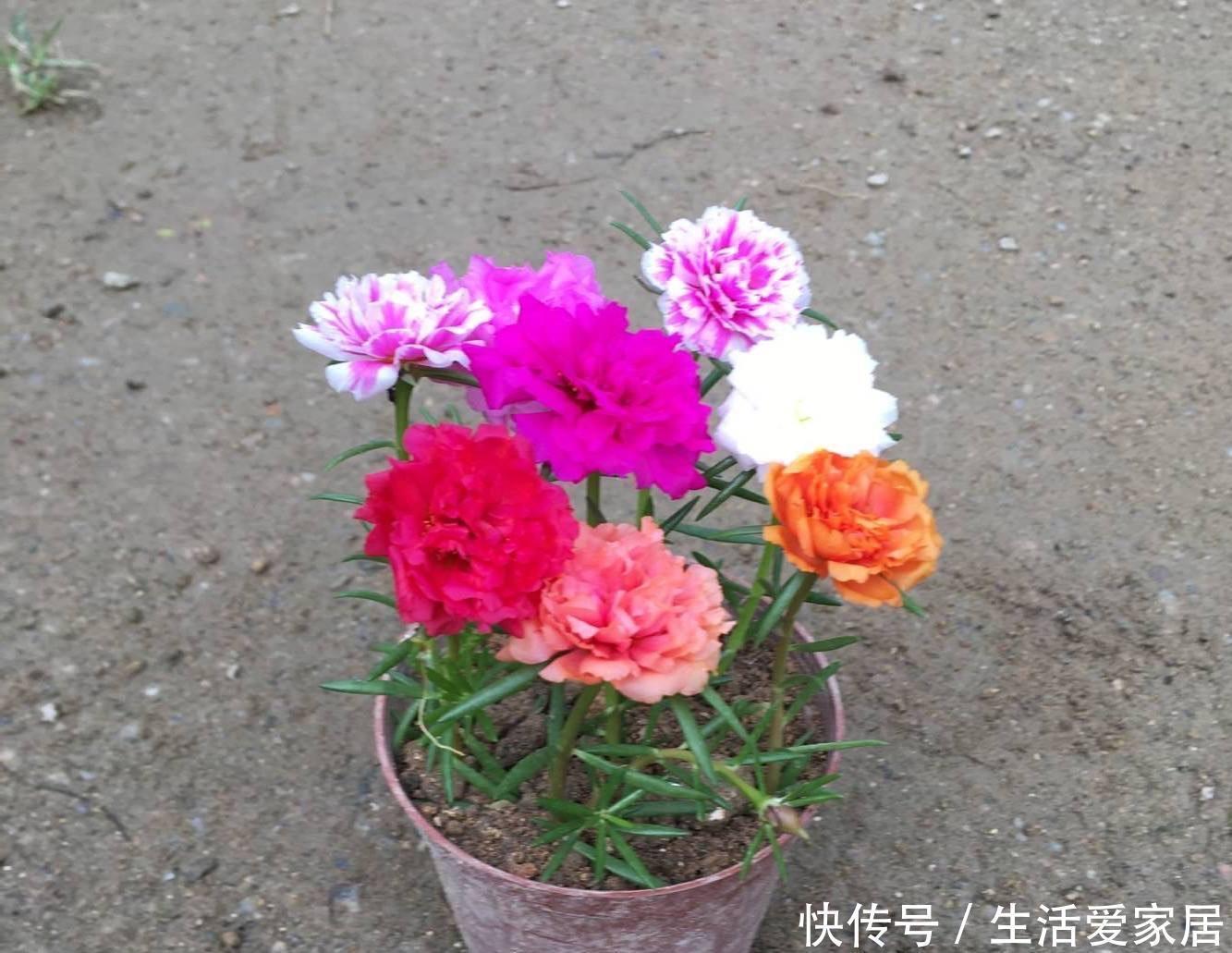 花儿|“重瓣太阳花”过冬,用一“方法”,来年又开花,五颜六色
