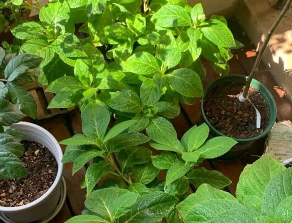 春天养殖绣球花，这么照顾小苗，开花劲头比老苗大