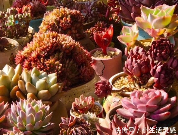 阳台养多肉的经验,这5点掌握了,或许在阳台一样养出极品多肉!