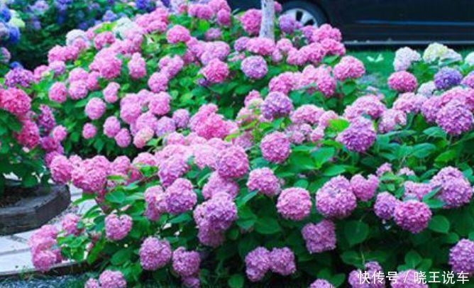 居家就养此款花卉,不闻不问,四季有花开,花香四溢飘满屋,美