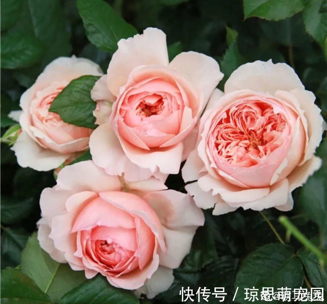 磷酸二氢钾|月季现在赶紧施肥,不然越长越差,上肥后月月开花