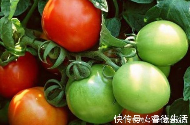维生素c|西红柿便宜又好吃,但是吃西红柿有5大禁忌,很多人都不清楚