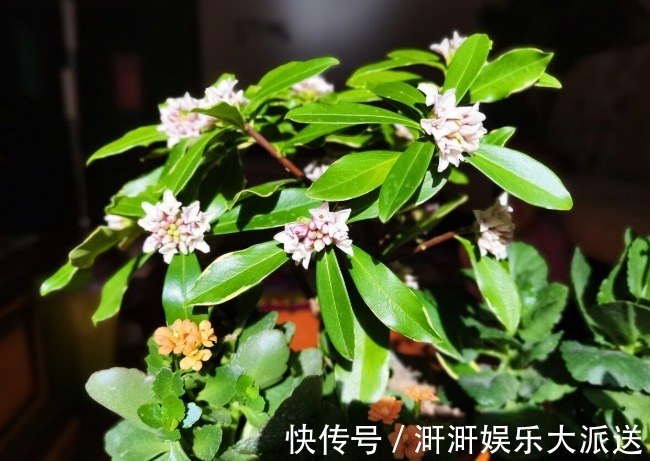 香味|喜欢养芳香花卉的人,客厅只养一盆“夺香花”,好闻又大气