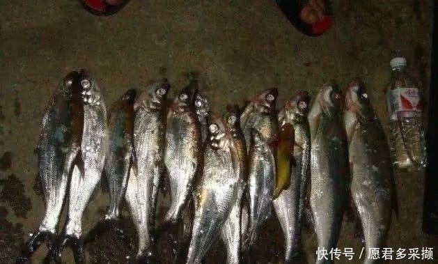 翘嘴|介绍一种万峰湖当地人钓翘嘴鱼的独特方法