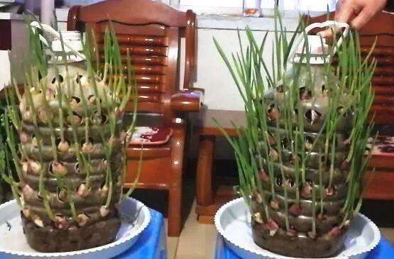 家里的“废油桶”，“这样”利用起来，一个能养100颗蒜，实用