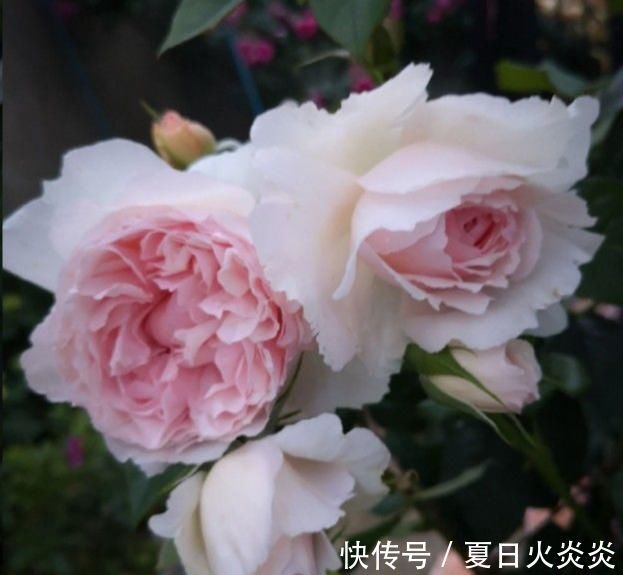 月季花移栽换盆,2个细节不能忽视,对植株生长非常有利