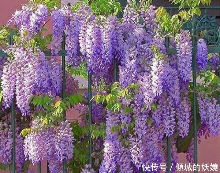 天竺葵|养花就养这几款,全年开花不停,花大色艳很漂亮,谁养谁爱