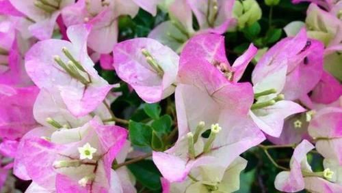 招财纳福|开花最香的4种花,旺宅、招财好兆头,鸿运当头事业顺!