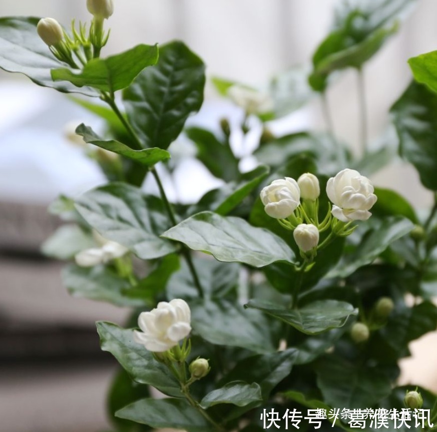 茉莉花怎么养学会“3个”方法,枝条健壮叶子绿,花朵洁白繁多