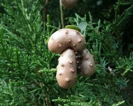 农民|长在树上的生姜,农民见了不敢吃,城里300块1斤抢着要!