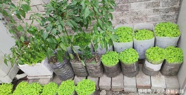 把菜种自家墙上,多得吃不完,太震撼!