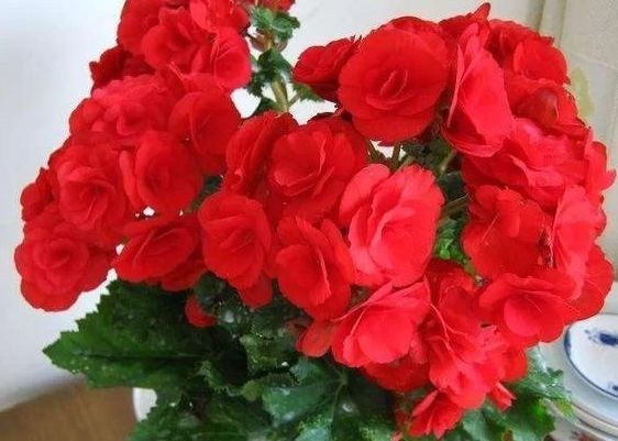 此1种花,一片叶子能插活,一开就是6个月,养了就赚了