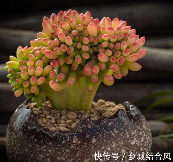 自带香味的多肉植物,3件事做不好,难怪选对品种也闻不到香味