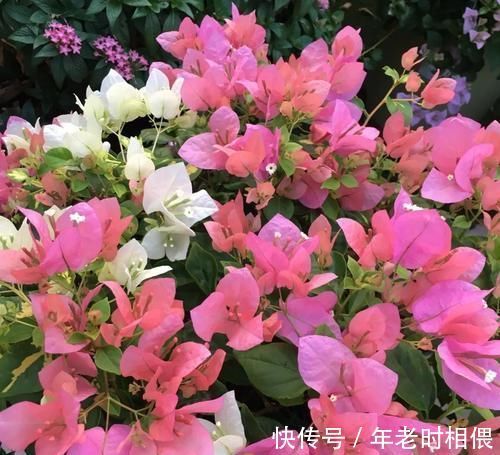花卉|5种漂亮花，阳台养一盆，四季有花赏，新手也会养！