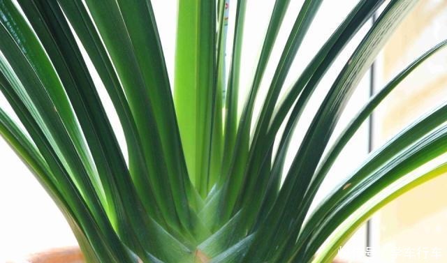 养君子兰,学会使用3种肥料,长得就像“大白菜”,天冷就开花!