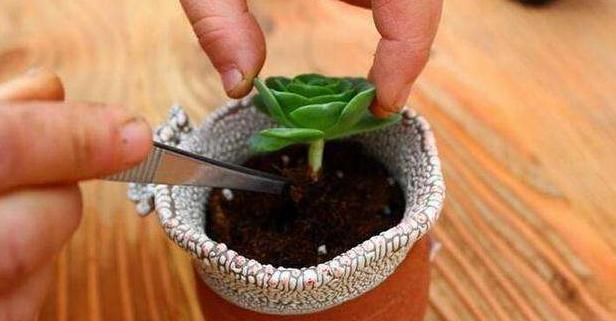 给花浇水的时候，怎么判断土壤的干湿？听听老花匠的经验之谈！