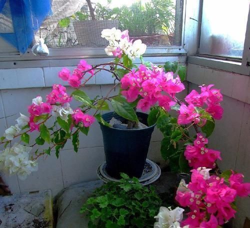 好看|这种花,一年至少“3季花”,花量大,人称开花机器,好看又好养