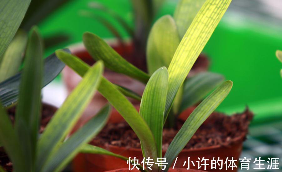 君子兰浇水有讲究,掌握好了再也不烂根