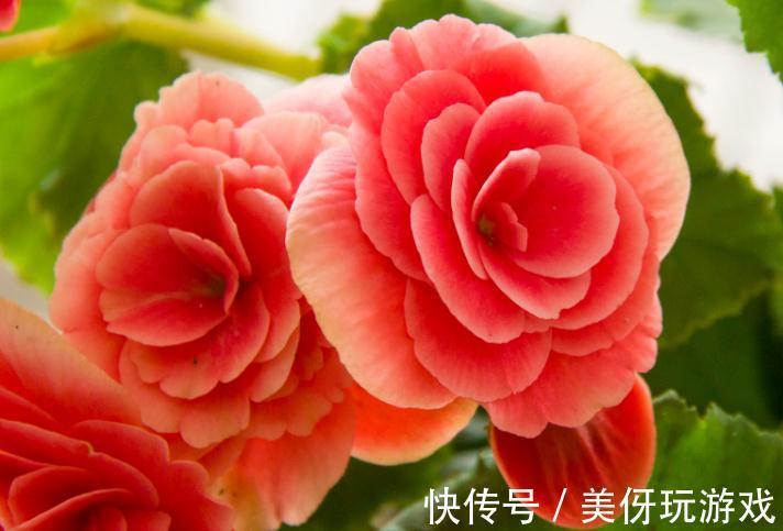 冬季艳丽大花如何爆盆，丽格海棠