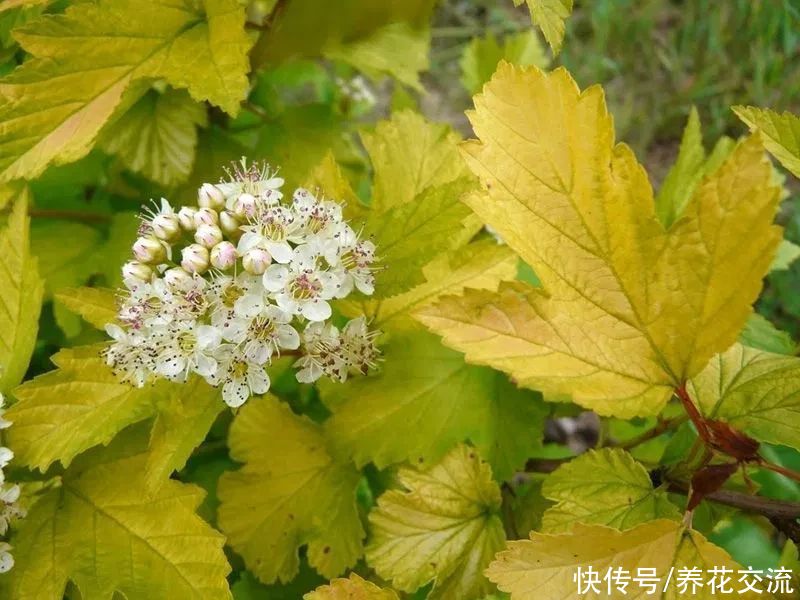 13种耐寒的盆栽花卉，零下20多度可存活，大部分南方也能种