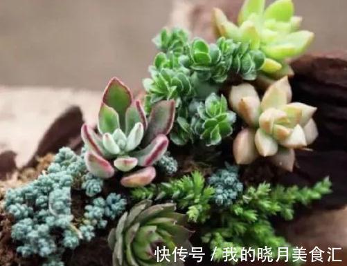 多肉植物得黑腐病是什么原因造成的,学会7个方法可预防此病害