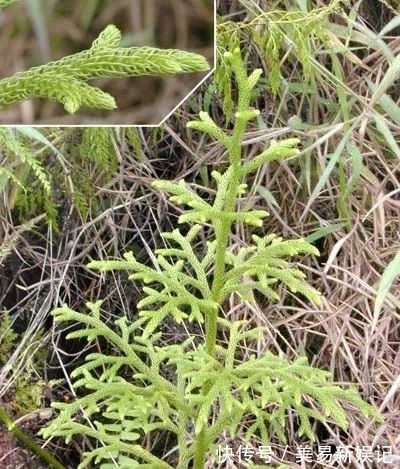 植物|全身带毒还致癌,为啥还要吃这玩意儿?