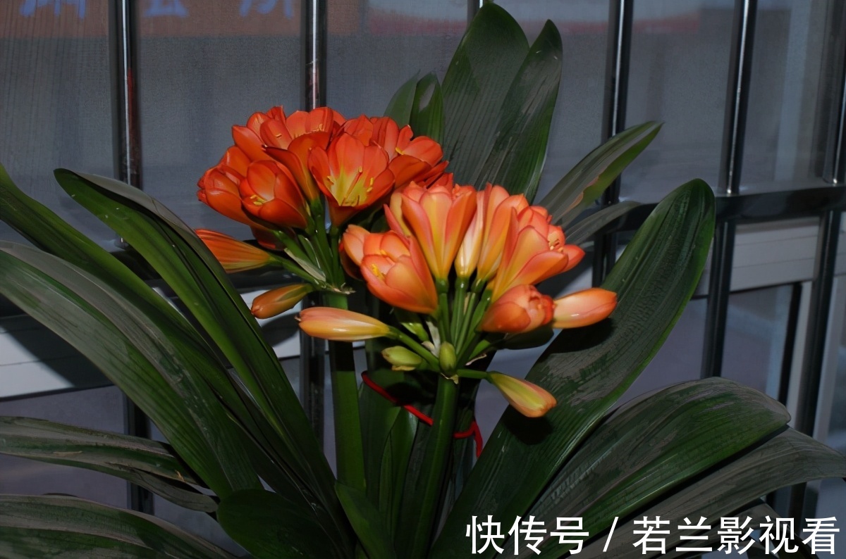 年限|别郁闷，君子兰盆栽不开花了，满足4个条件，花开得停不下来