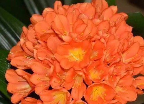 养护|夏天养护君子兰有讲究,这几点千万要做好,否则难以安全度夏