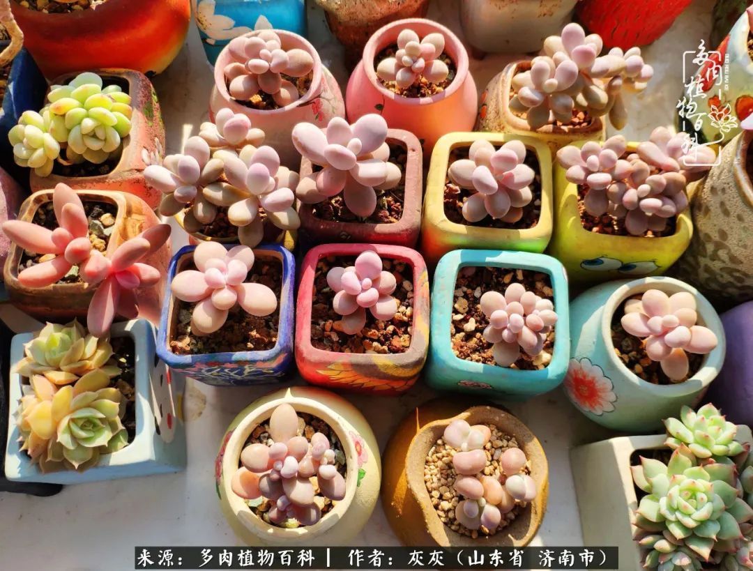 多肉植物|养多肉四年,铁打的盆盆流水的肉,无需多问,问就是喜欢!