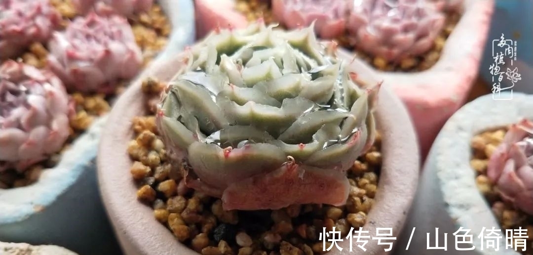 我与多肉植物百科的398天离别又重逢！