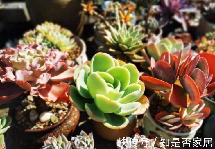 干湿度|家庭栽种这4种植物,早用“小盆”,打理更简单,植株状态更好