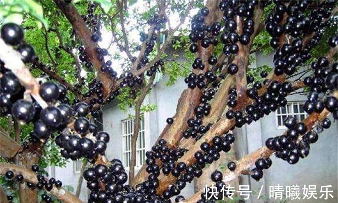 鲍鱼|女性担心自己老太快,要坚持吃的食物,美容养颜、养护血管