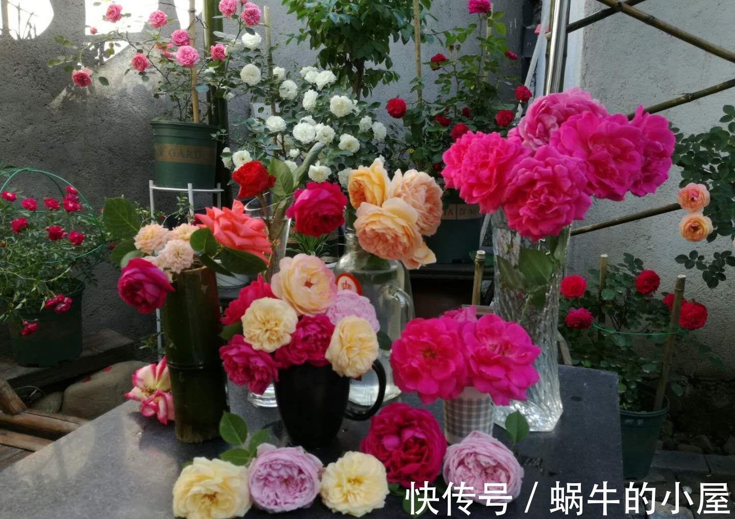 蚂蚁|6种土壤,养花害处大,是黄叶烂根的“罪魁祸首”