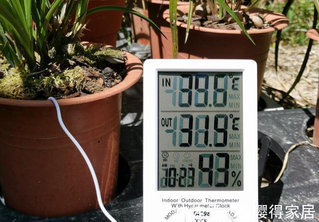 兰花茎腐病|兰花茎腐病和软腐病发生后,出现这种现象,就可以处理花盆了