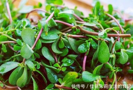 野菜|不花一分钱的当季野菜,晒干了储存能放一年,早餐主食都能吃