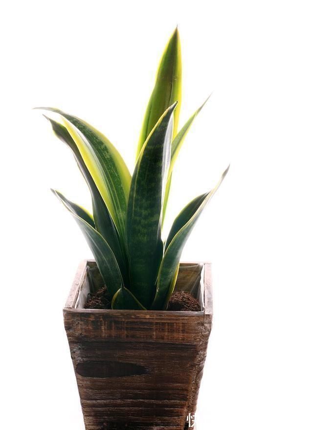 最不耐寒的“三种花”,天冷赶紧搬进屋,小心冻黄又冻伤