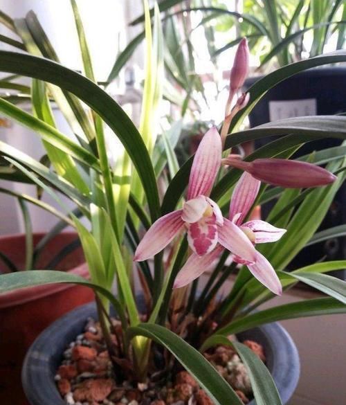 兰花长的慢不开花?这是休眠期,做好这几步,秋天一到花苞冒不停