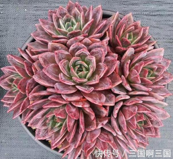 10种适合新手的多肉,生命力顽强,一年到头都有好状态,真美