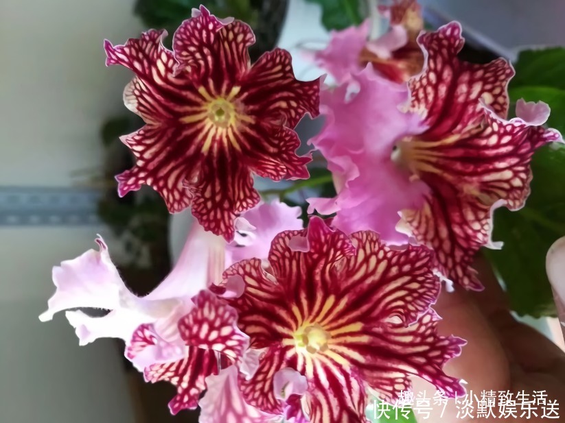 叶子|这种花,摘片叶子划2刀,插土里20天爆小苗,花大形美、颜色艳