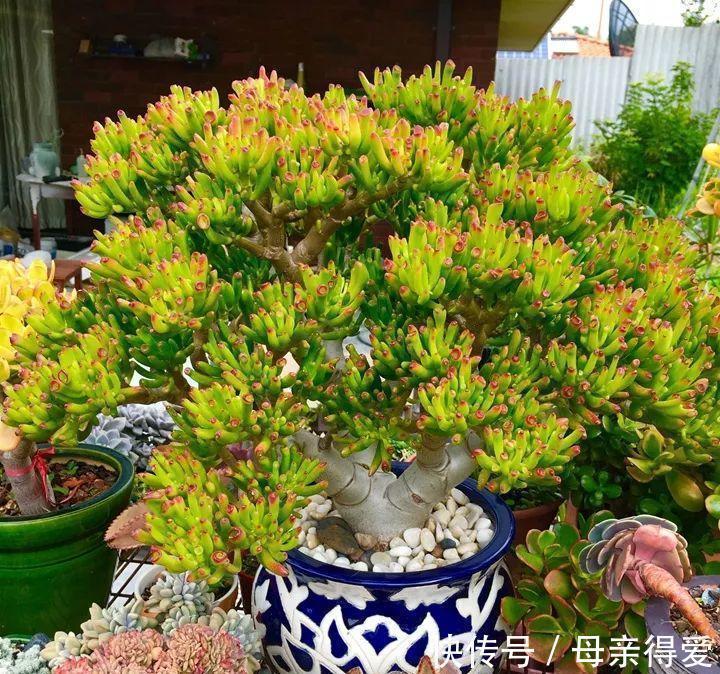 叶片|客厅见树,十家九富,6种富贵树,随便养一盆,子孙一直富