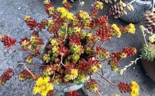 叶子|多肉叶子一碰就掉怎么办?摸清这些病灶、处理方法,一切没问题