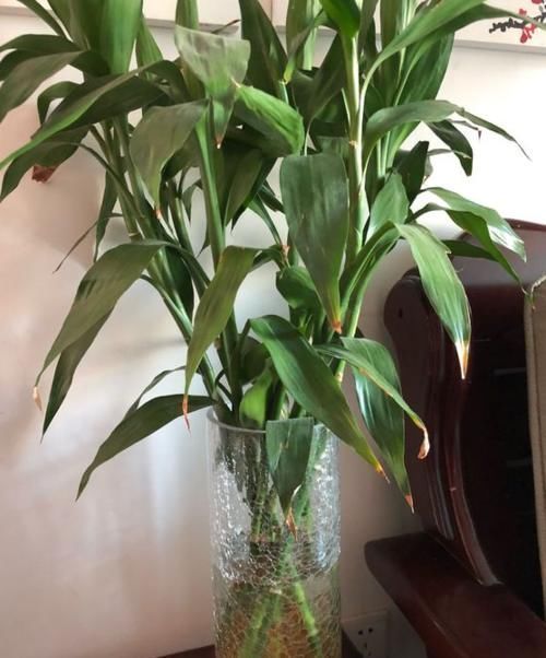 盆景|家中无法养这三类绿植,白送都不要,危害很大不建议养