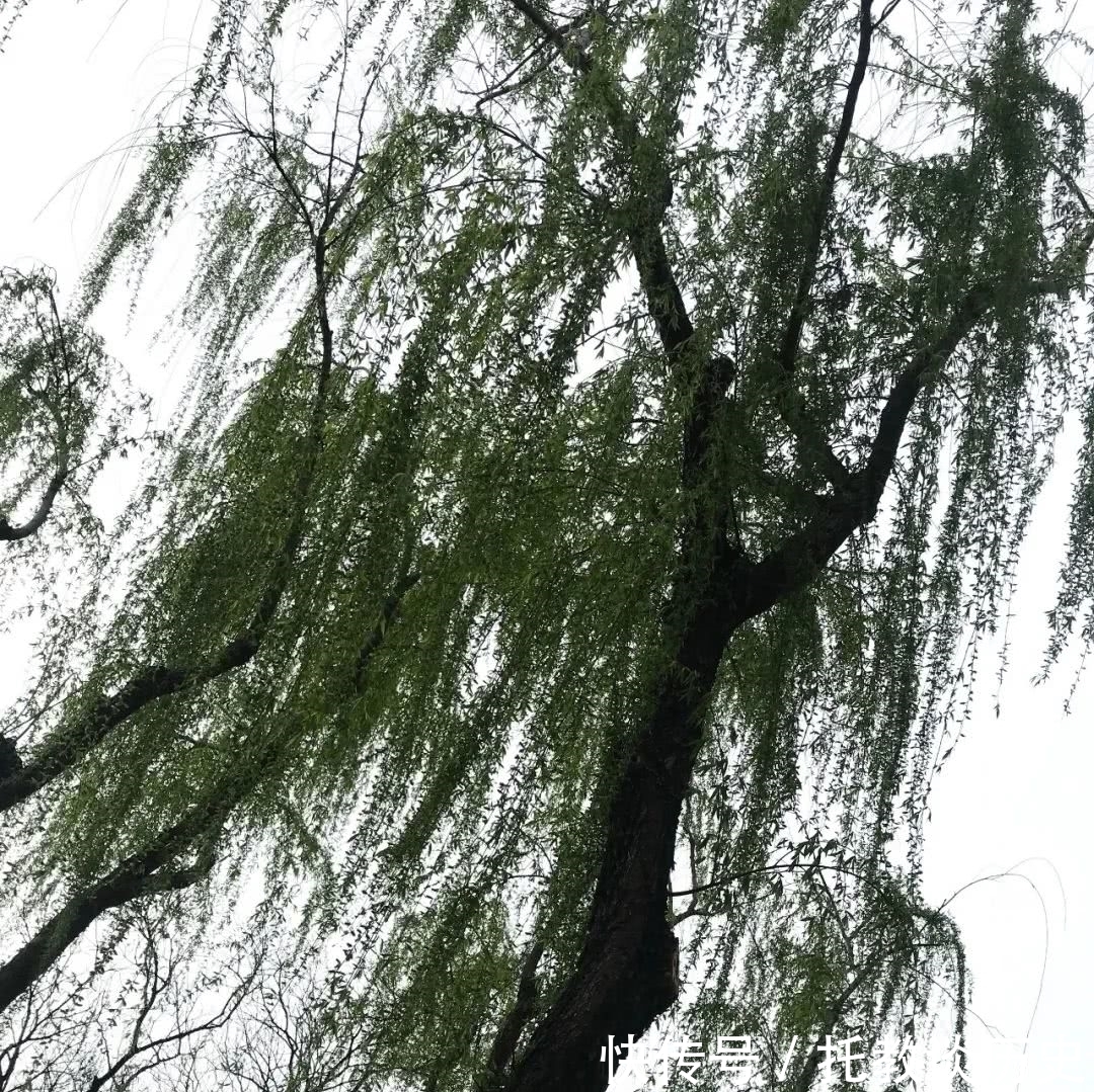 郑朝晖:物是人非背后的人生况味——晏殊《破阵子》读后