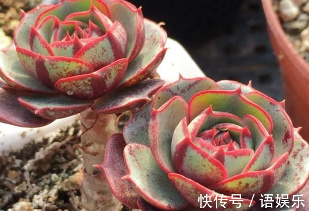 多肉|新手养花,入手这“3种”多肉,好看又易活,一年四季爆盆不断