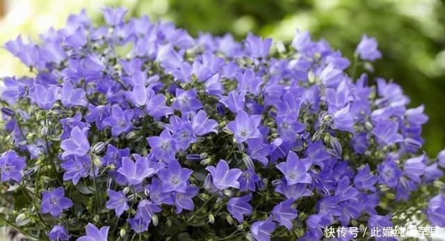 春天养花,不妨养这几种,花色艳丽怡人,如娇艳美人般翩翩起舞