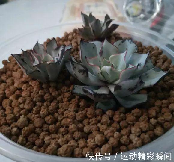 最昂贵的10种多肉,第一种价格高达600万,网友直呼买不起