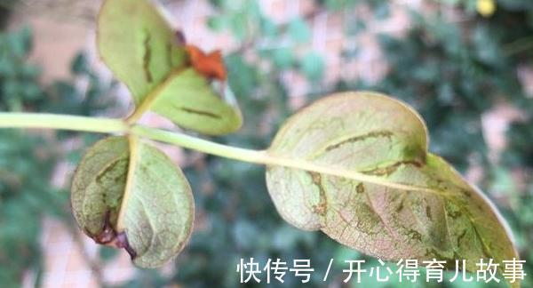 月季的叶片很多瘢痕还畸形,芽也黑了,怎么回事,是小虫在作怪