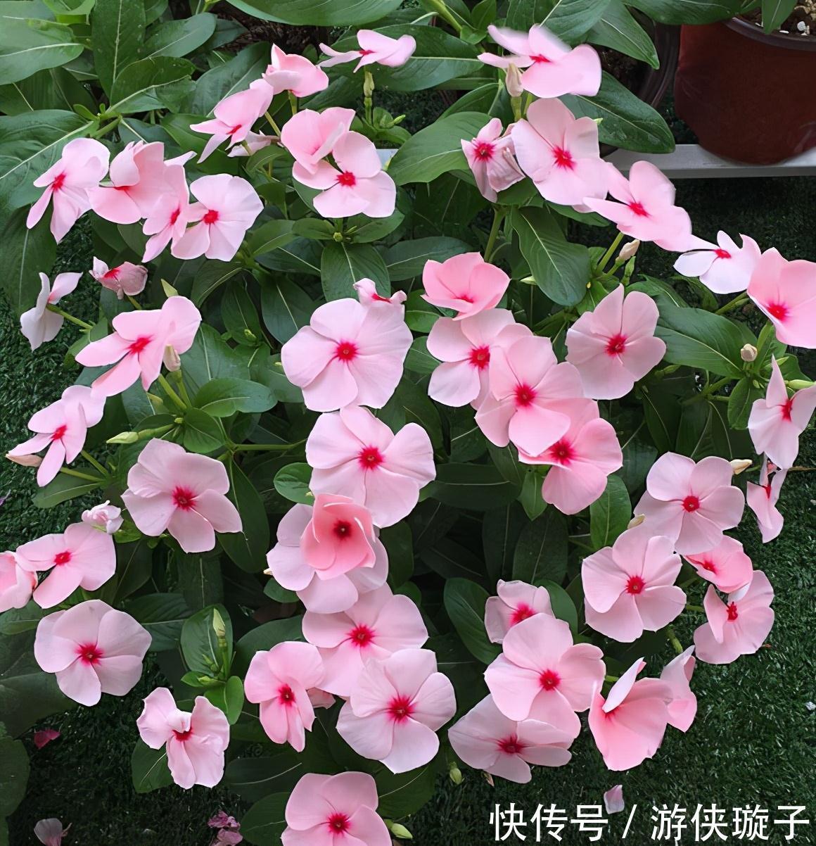 9种“勤劳花”,别名“天天开”,365天花不断,也不怕累坏了