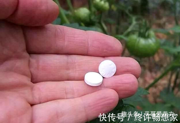 阿司匹林|什么黄豆水、淘米水都不如“这种水”,10天浇一次,叶绿花更旺